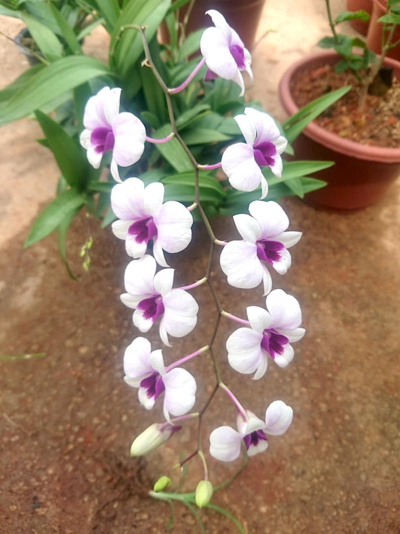 Mini Dendrobium Orchid » Flowering Plants Mini Dendrobium Orchid » Flowering Plants