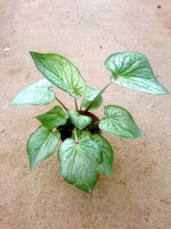 Caladium 'Debutante' » Exotic Foliage