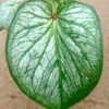 Caladium 'Debutante' » Exotic Foliage