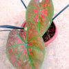 Caladium 'Green Spider' » Exotic Foliage