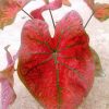 Caladium 'Green Spider' » Exotic Foliage
