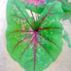 Caladium 'Thomas Tomlinson' 2 Caladium 'Thomas Tomlinson' » Exotic Foliage