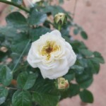 ‘Ariadne’ Rose