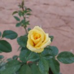 ‘Diana’ Rose