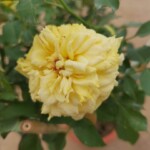 'Golden Fairy Tale' Rose » Rose Plants