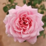 ‘Maria Natale’ Rose