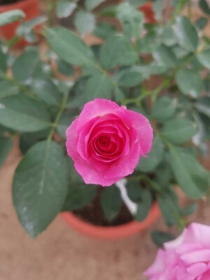 ‘Pink Of Princess’ Rose
