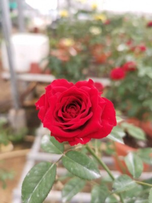‘Red Pinocchio’ Rose
