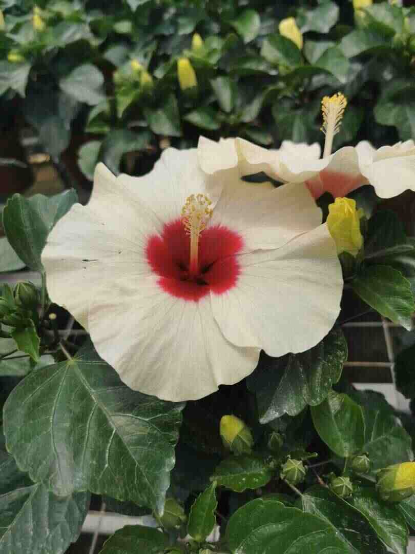 Boreas White Top