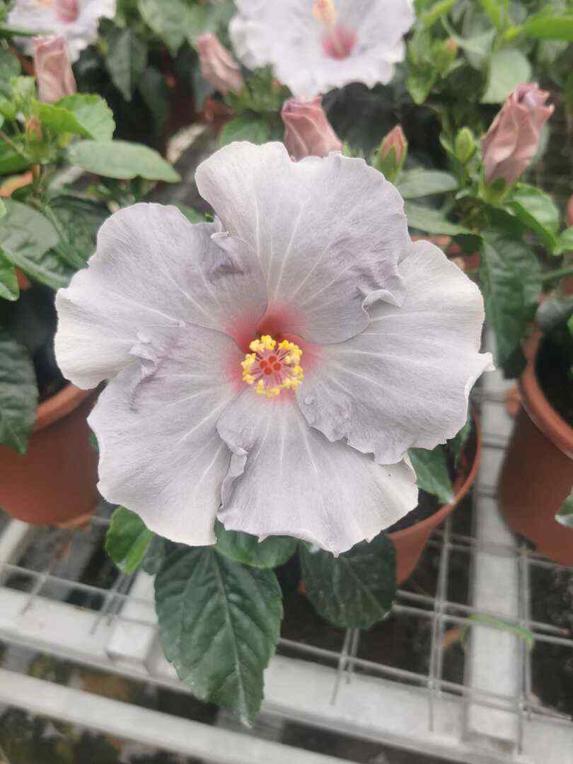 Hibiscus Cato