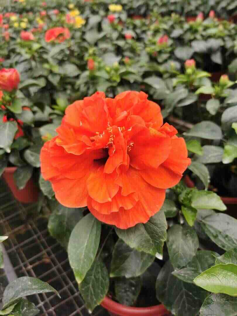 Hibiscus Adonicus Double Orange