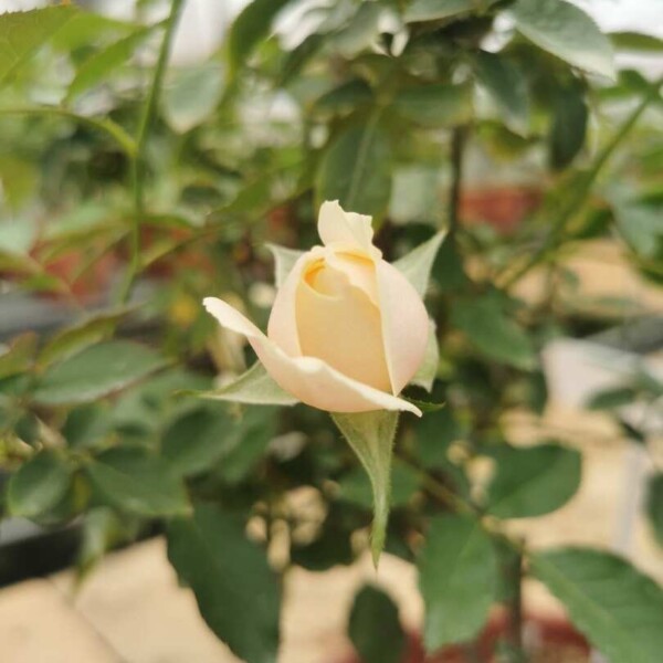 'Masora' Rose » Rose Plants • Teo Joo Guan Horticulture