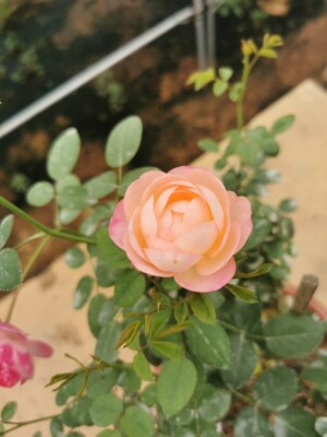 ‘Room and Room’ Rose (和室）