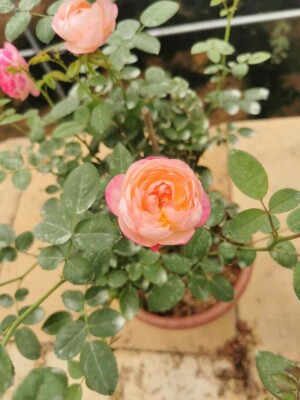 ‘Room and Room’ Rose