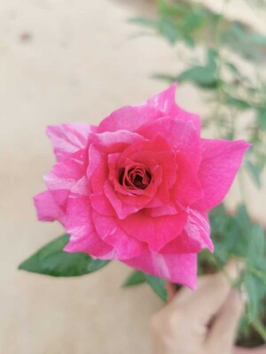 ‘Arc of Sky’ Rose