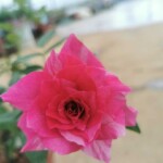 'Arc Of Sky' Rose » Rose Plants