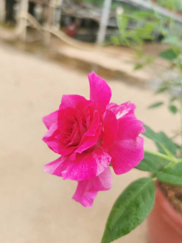 'Arc Of Sky' Rose » Rose Plants