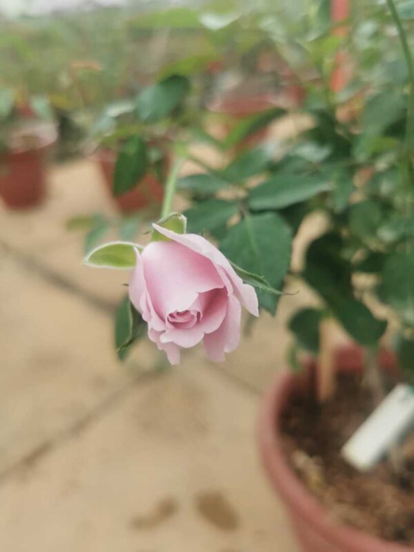 Japanese Rose 'Charme' » Rose Plants