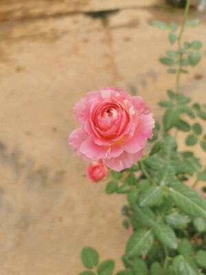 ‘Claude Monet’ Rose