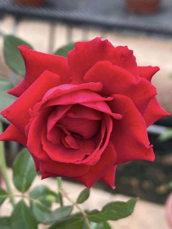 'Don Juan' Rose » Rose Plants