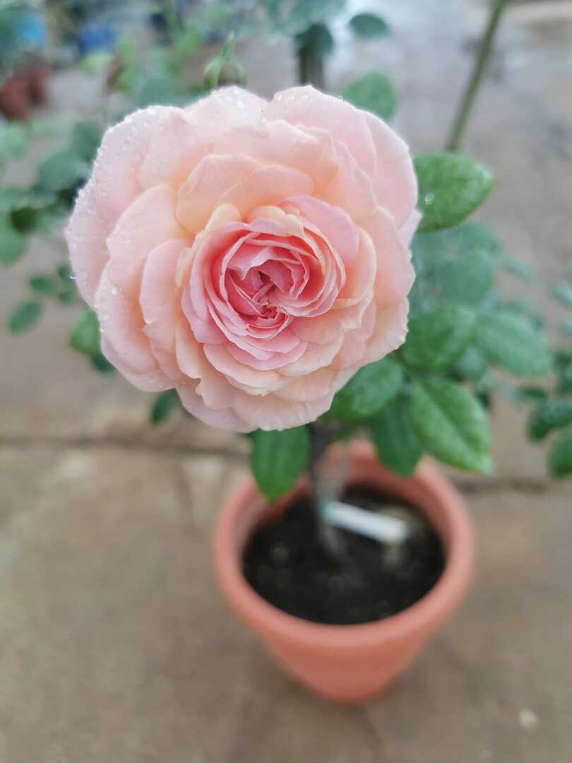 'Kolner Flora' Rose » Rose Plants