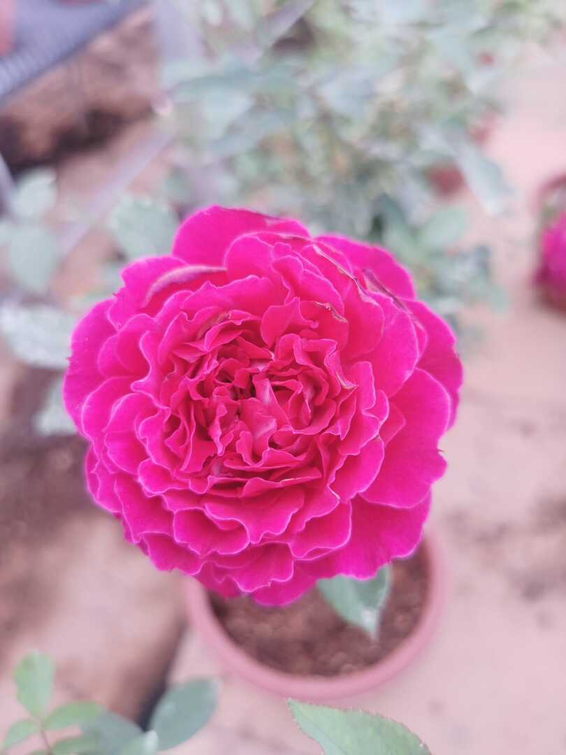 Japanese Rose 'Odysseia' Rose » Rose Plants