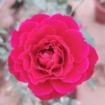 Japanese Rose 'Odysseia' Rose » Rose Plants