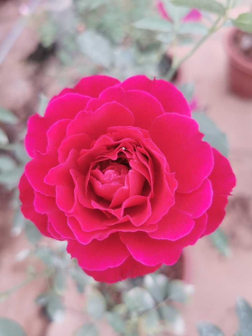 Japanese Rose 'Odysseia' Rose » Rose Plants