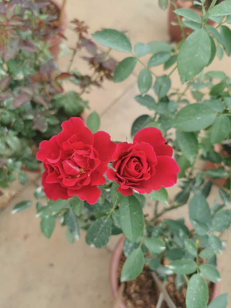 Japanese Rose 'Odysseia' Rose » Rose Plants