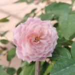 'Rosalyn' Rose » Rose Plants