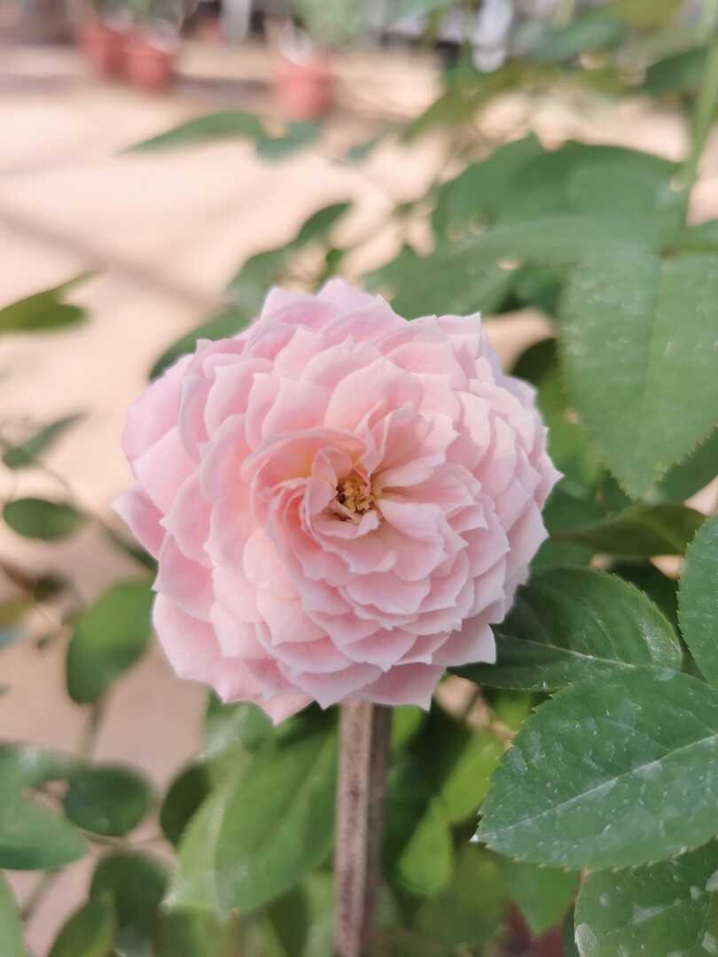 'Rosalyn' Rose Bloom » Rose Plants 'Rosalyn' Rose » Rose Plants