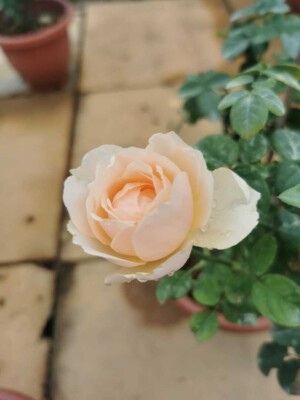 ‘White Peach Sorbet’ Rose