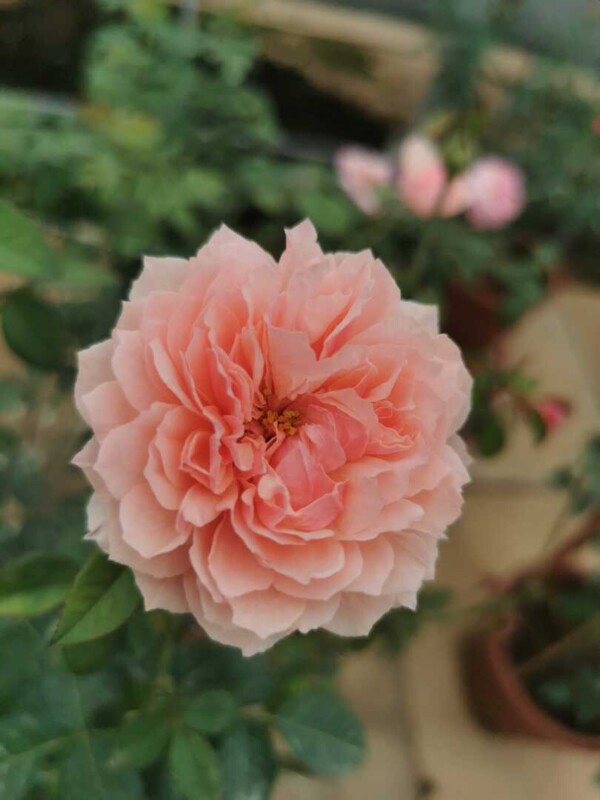 'The Alnwick' Rose » Rose Plants