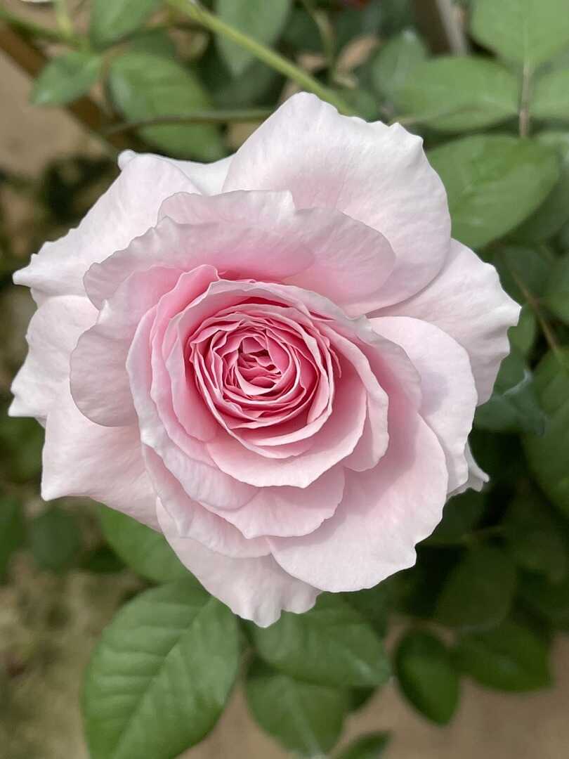 "De Cheryl' Rose » Rose Plants
