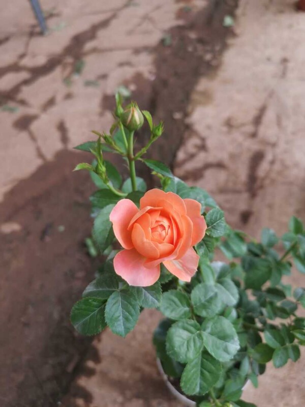 'Blood Orange Juice Terrazza' Rose » Rose Plants