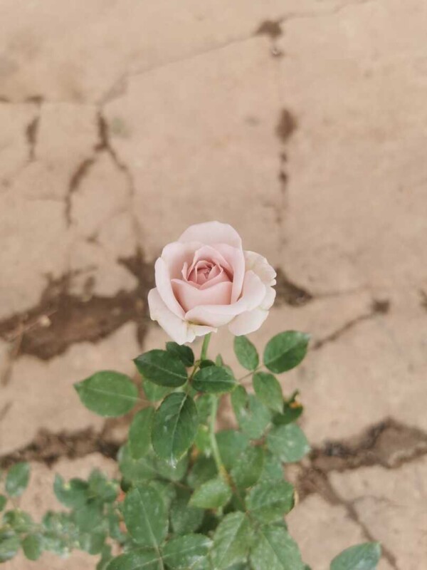 Japanese Rose 'Charity Towa' Rose Plant » Rose Plants
