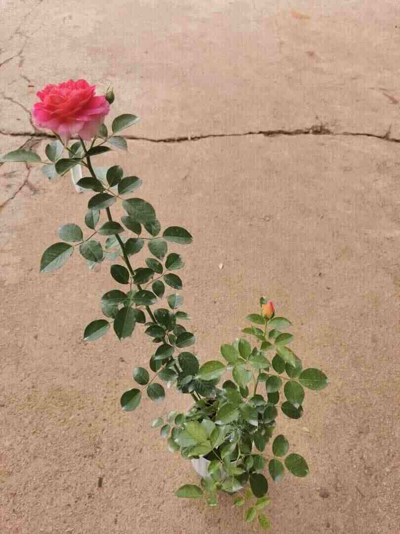 'Espirit De Paris' Plant » Rose Plants France Rose 'Espirt De Paris' » Rose Plants