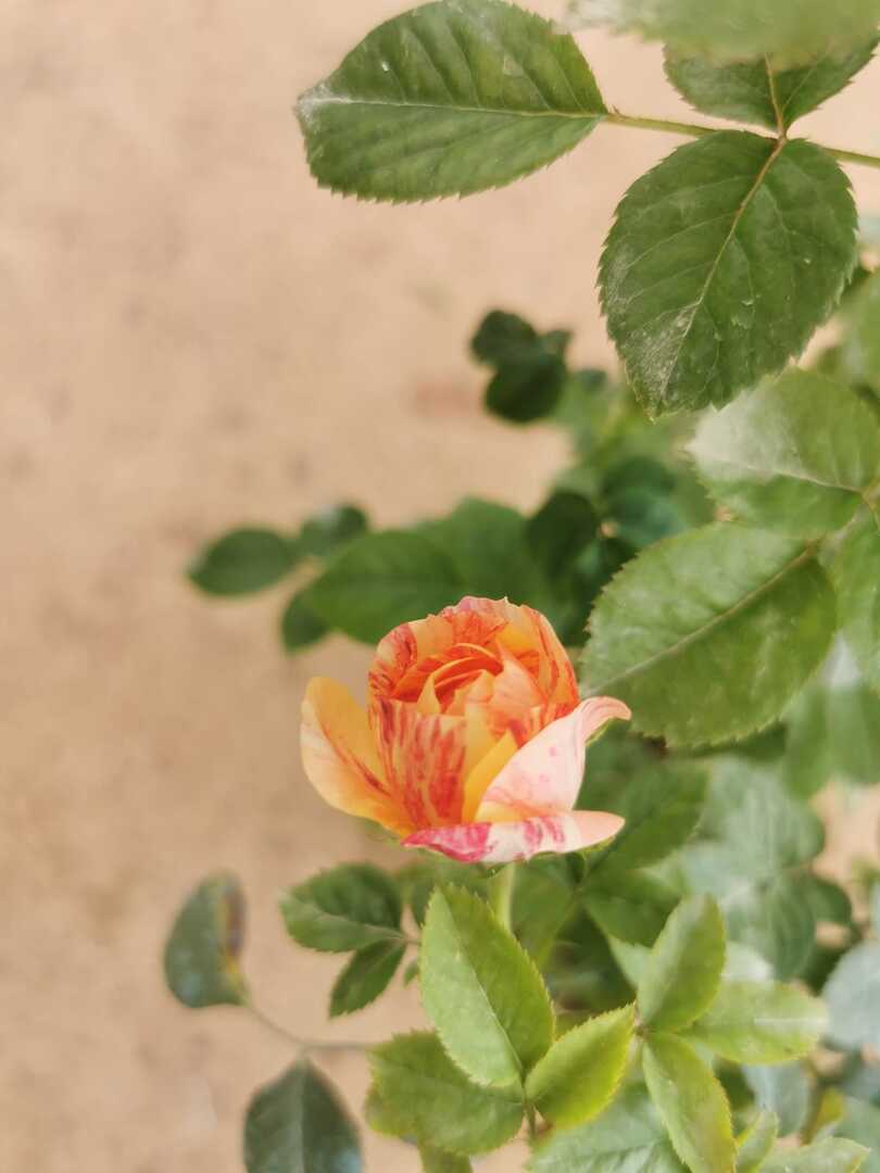 China Rose 'Juicy Splatter Terrazza' Rose » Rose Plants