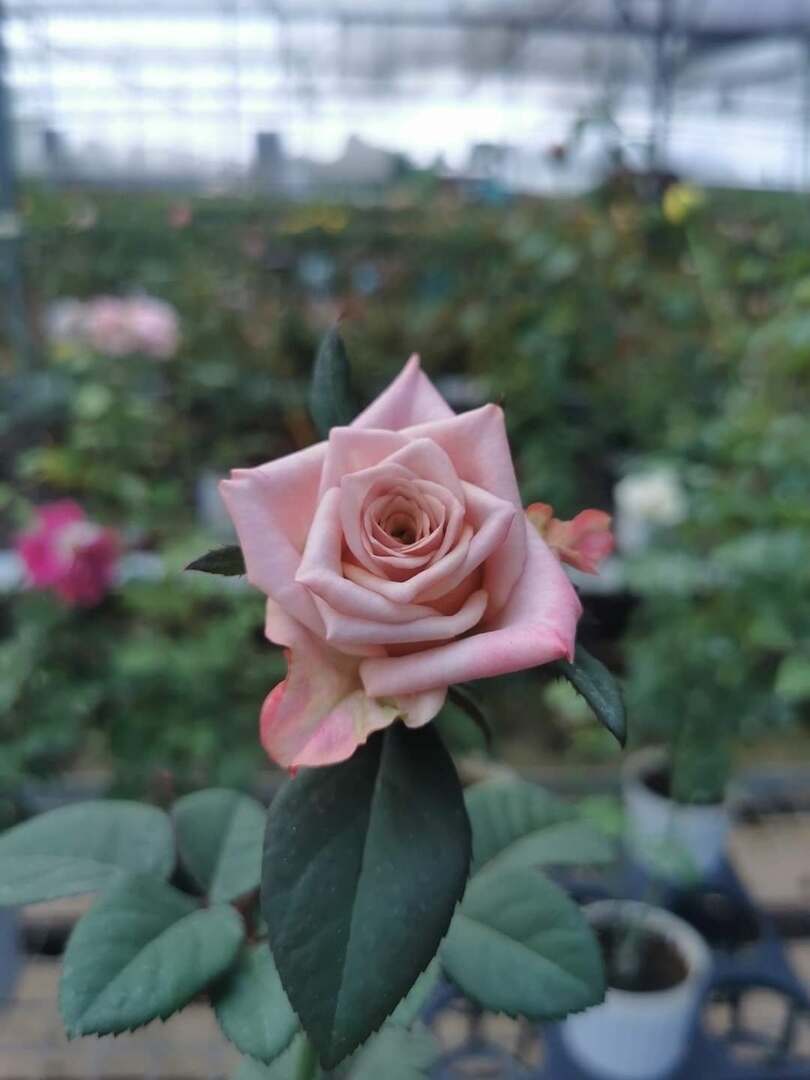 'Moonlight City' Rose » Rose Plants