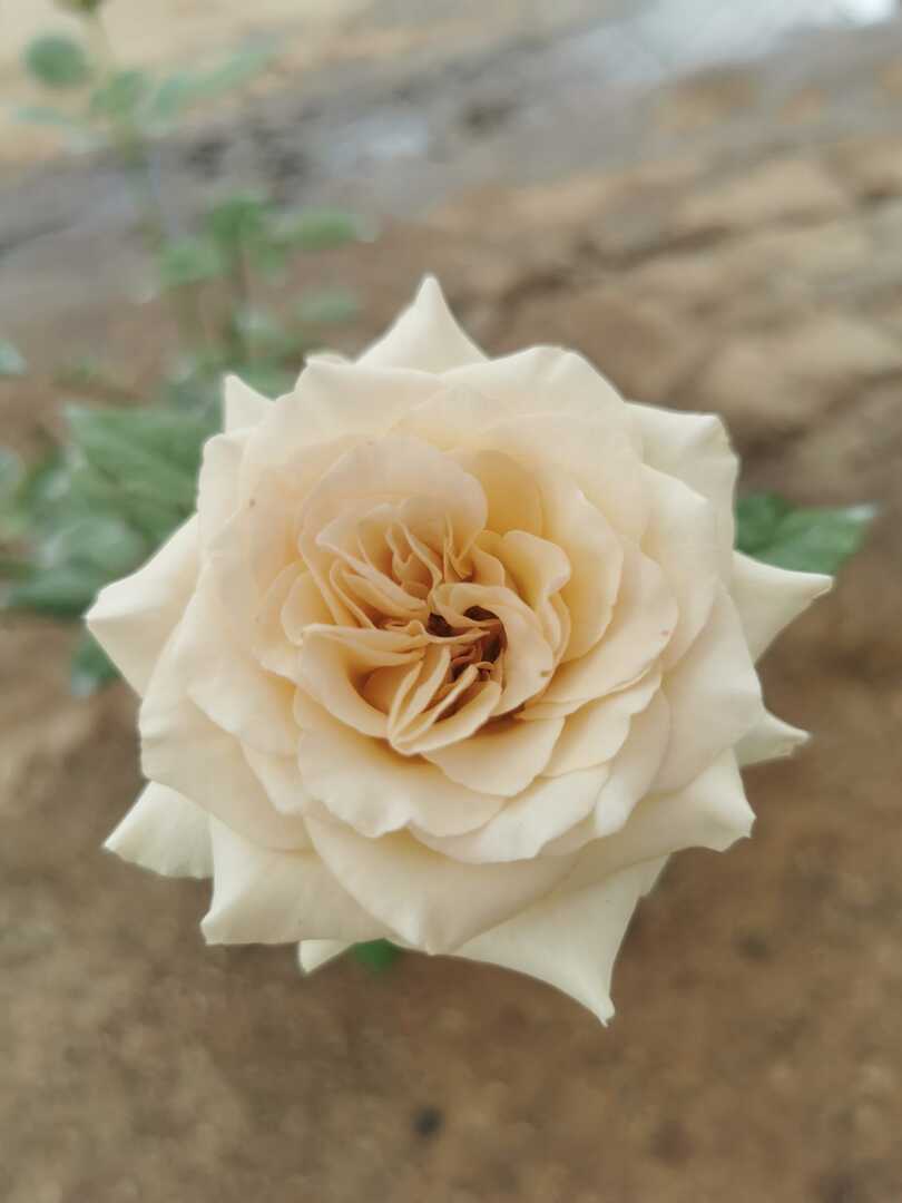 Japanese Rose 'Alies' » Rose Plants