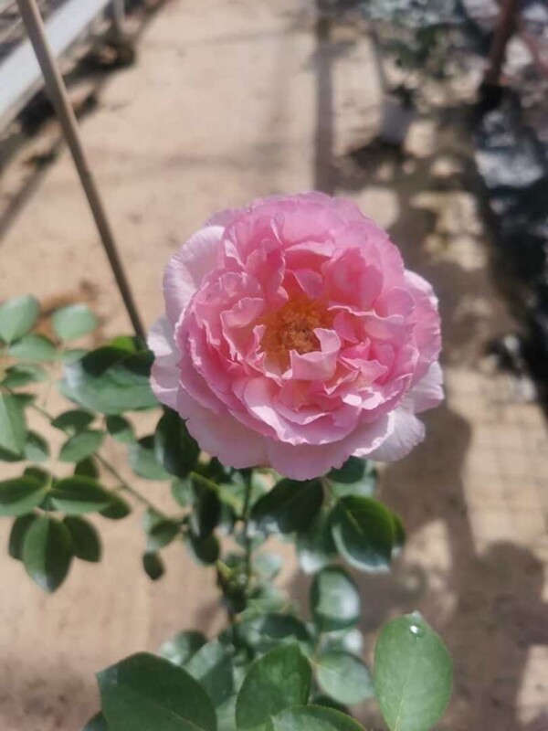 Japanese Rose 'Yves Noble Parfum' » Rose Plants