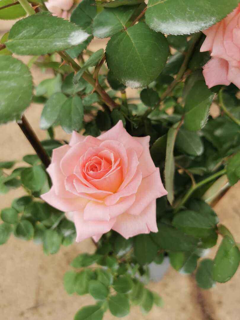 China Rose '曼倩 Man Qian' Rose half bloom » Rose Plants