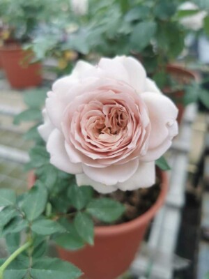 ‘Charity Towa’ Rose (慈善）