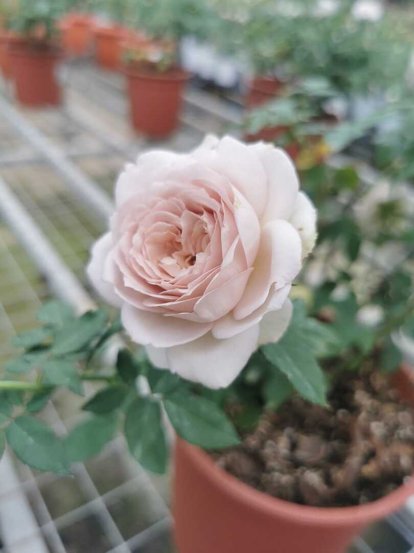 Japanese Rose 'Charity Towa' Rose Plant » Rose Plants