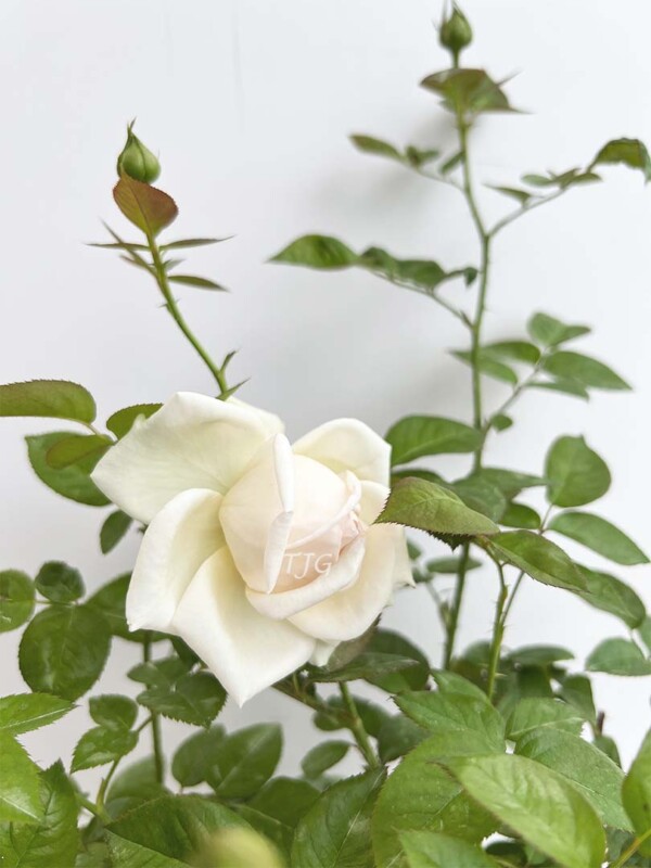 'Mona Lisa' Rose » Rose Plants