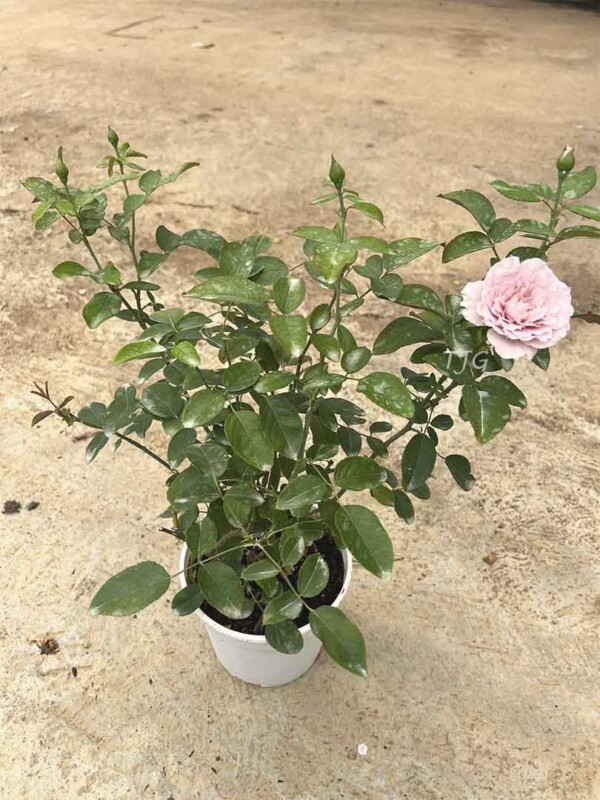 Japanese Rose 'Libellula' Baby Rose Plant » Rose Plants