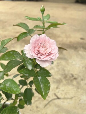 ‘Libellula’ Rose (蜻蜓)