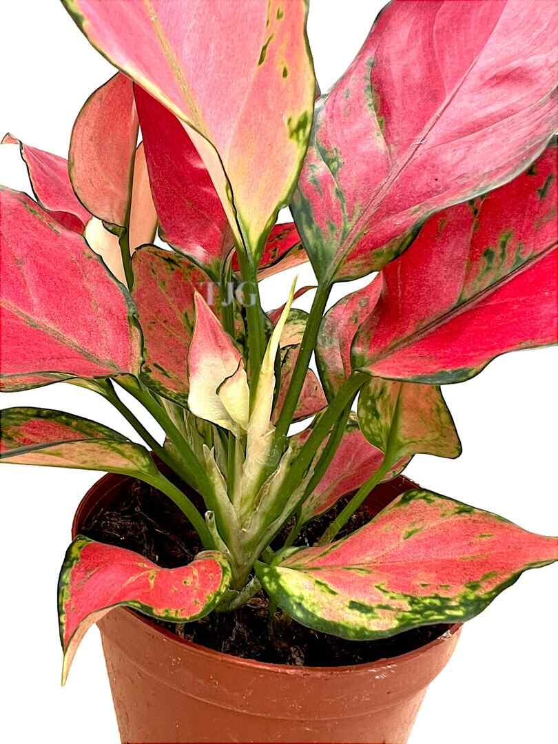 'Algonema Red Master' Leaves » Foliage