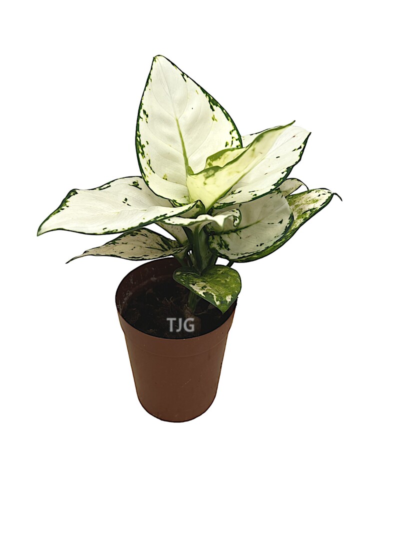 'Algonema White Joy' Plant » Foliage