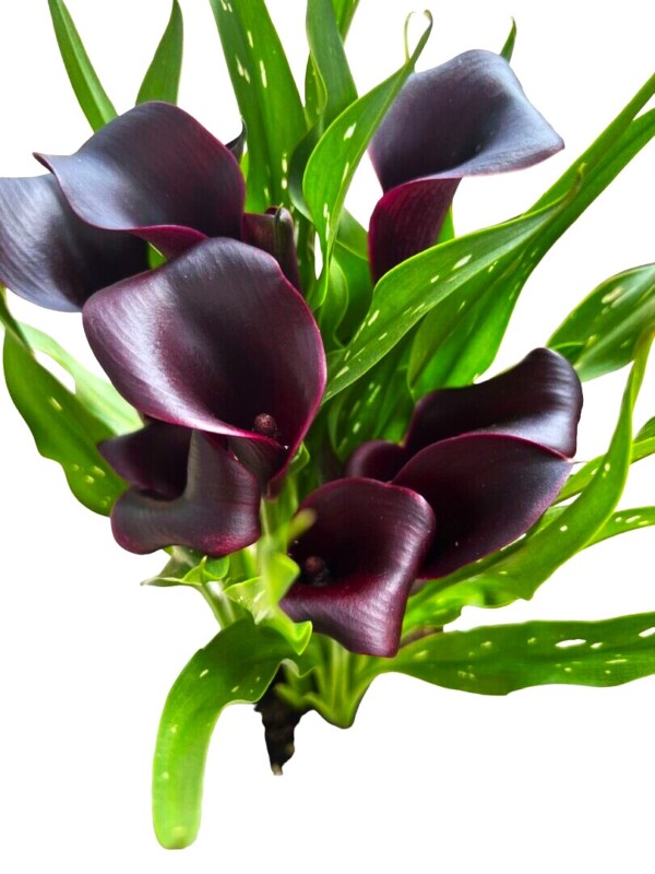Calla Lily Dark Purple Red » Flowering Plants